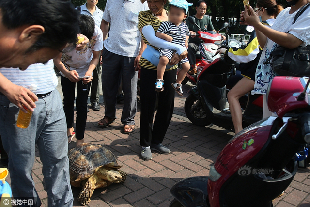 广西一象龟可听懂主人话 被游客当马骑_新浪图片