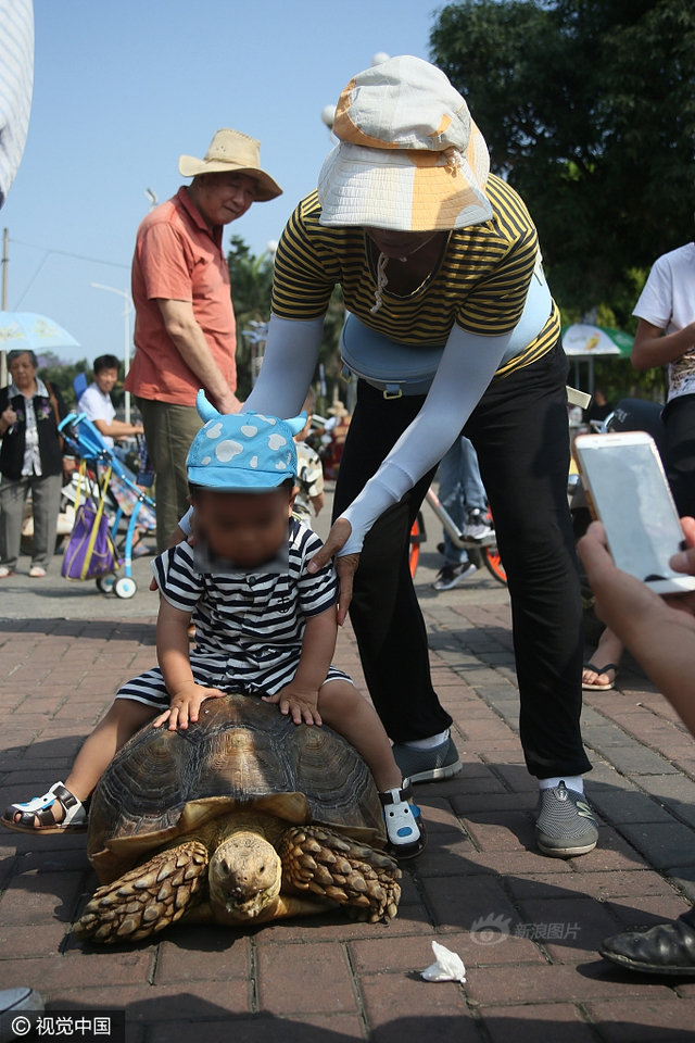 广西一象龟可听懂主人话 被游客当马骑_新浪图片