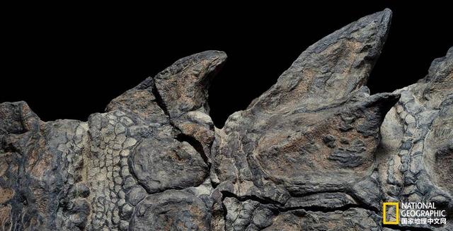 史上保存最完好的结节龙化石公开_新浪图片