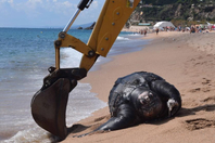 700公斤海龟误食塑料垃圾死亡