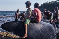 印尼渔民靠捕鲸鱼维生 遭非议