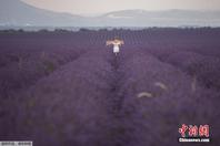 法国薰衣草花海盛放 “浪漫紫”香飘田野