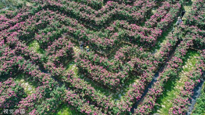 贵州安龙：“玫瑰迷宫”鲜花绽放