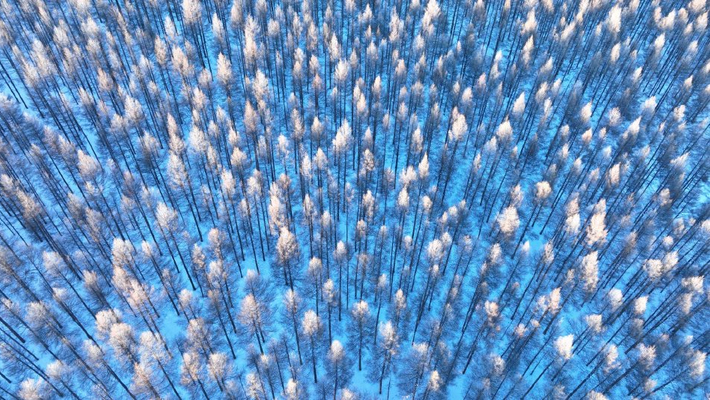 呼伦贝尔：山林雾凇银装素裹如仙境