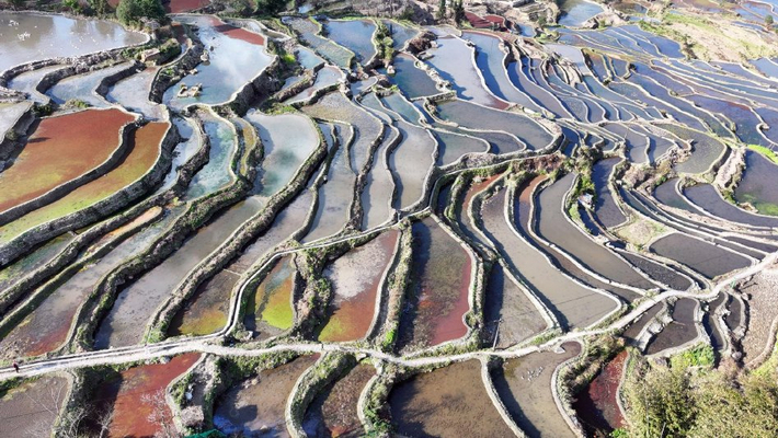 云南元阳：坝达梯田灌水如镜