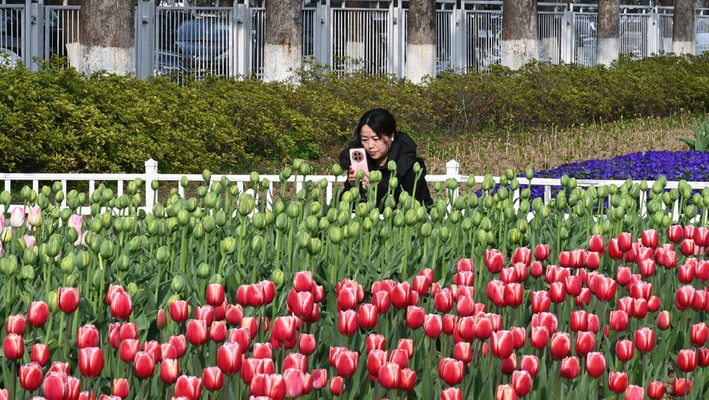 南京：玄武湖情侣园郁金香绽放