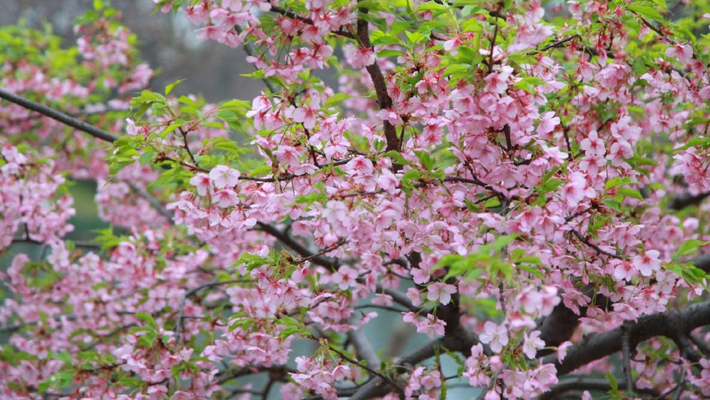 南京：红垂枝樱花盛开迎春