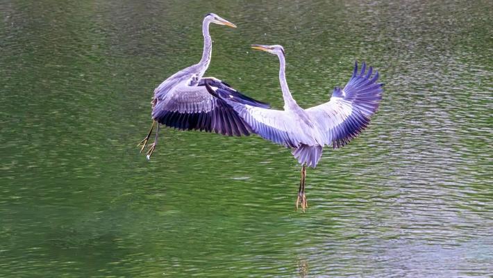 昆明：苍鹭上演空中对决