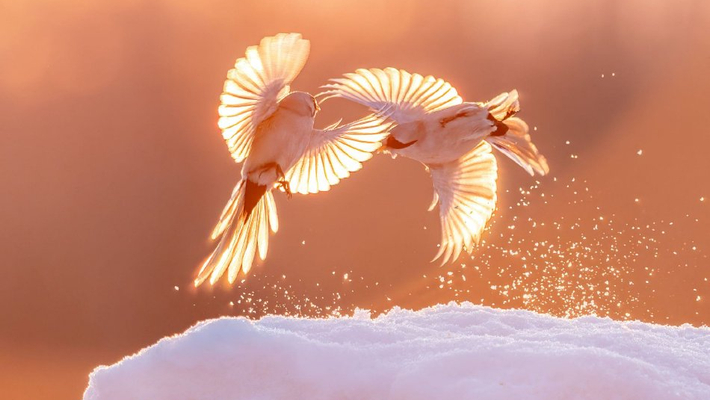 黑龙江大庆：“雪地精灵”文须雀晨光中嬉戏追逐