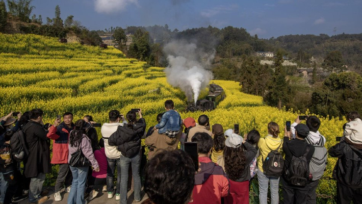 四川乐山：嘉阳小火车穿行金色花海
