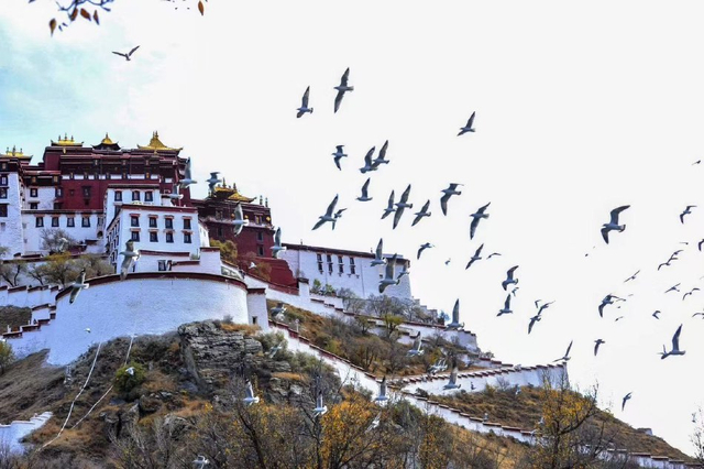 布达拉宫海拔最高 w640slw.jpg