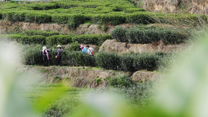 茶农田间采摘“巴山早”春茶