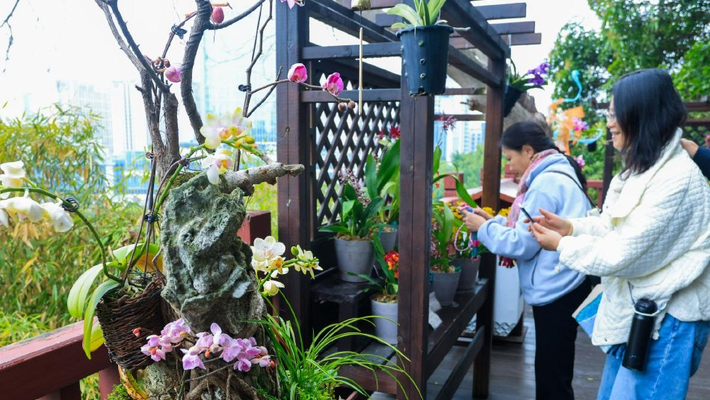 福州100多种兰花惊艳亮相