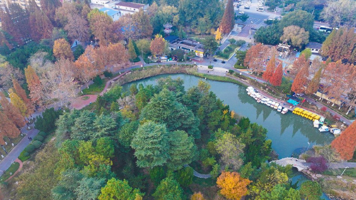 山东日照：海曲公园迎来初冬最佳观赏期