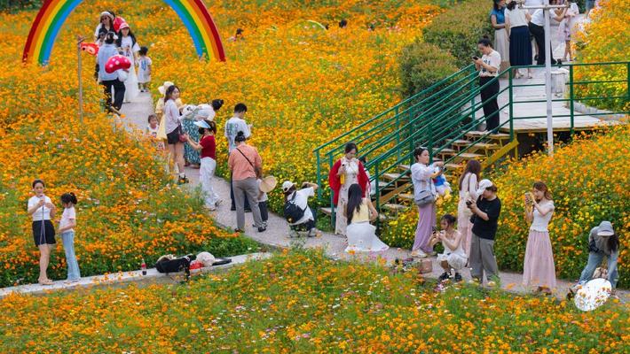 重庆：2万平米硫华菊盛放 金色花海绘就初夏浪漫画卷