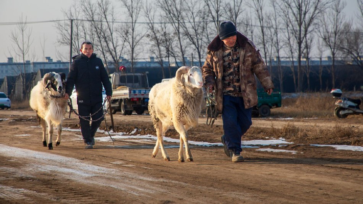 山东济宁：乡村斗羊庆丰年