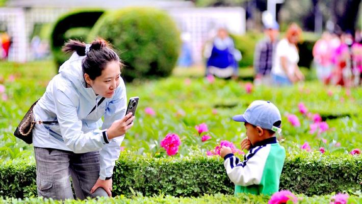 哈尔滨：芍药盛开引客来