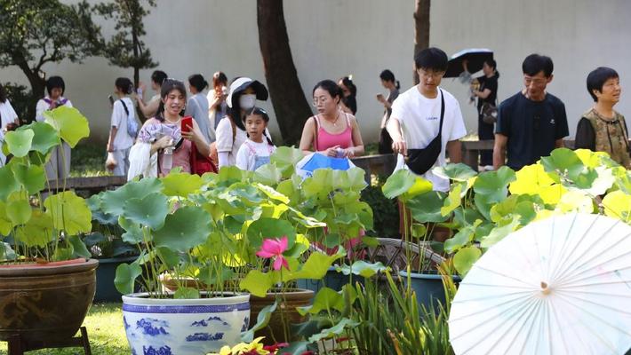 苏州：200余种珍品缸荷碗莲亮相拙政园