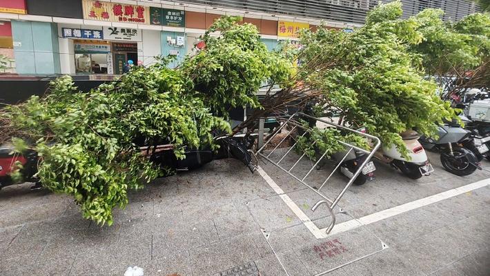 深圳受台风“韦帕”影响 街头出现树木倒伏