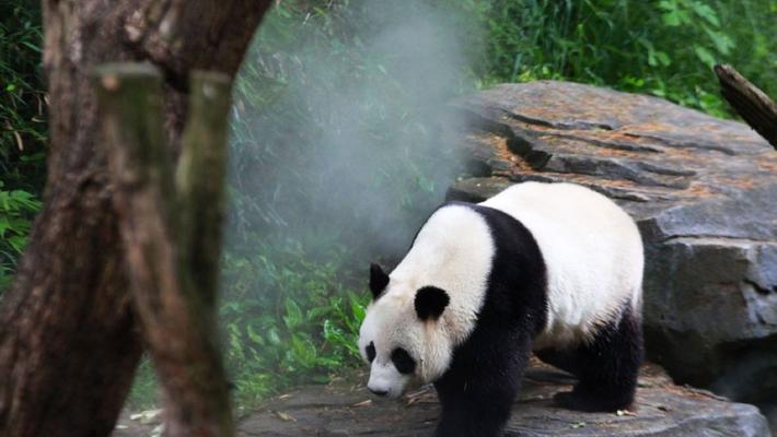 南京：大熊猫五一“营业” 憨态可掬惹人爱