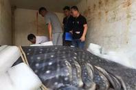 浙江温州：千斤鲸鲨误入渔网后
