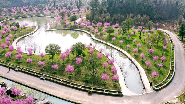 湖北十堰：秦巴植物园梅花绽放