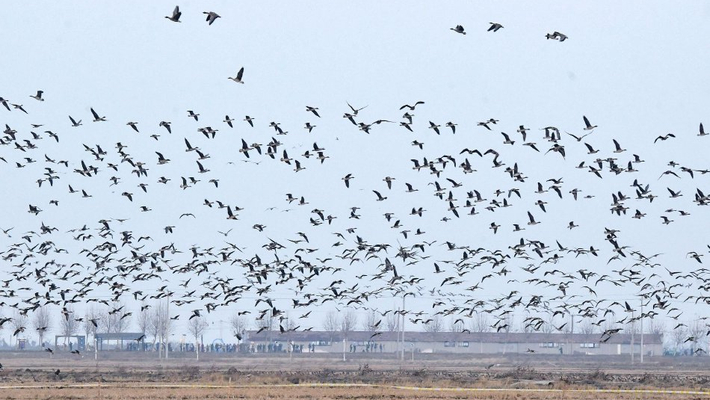 江西上饶：白鹤洲湿地万鸟翔集