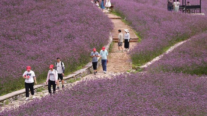 湖北恩施州：游客漫步花海