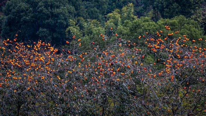 初冬柿林一片橙黄