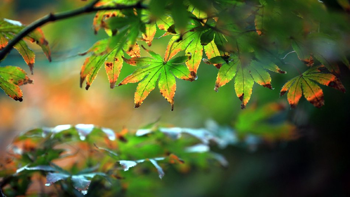 红枫色彩斑澜秋意浓