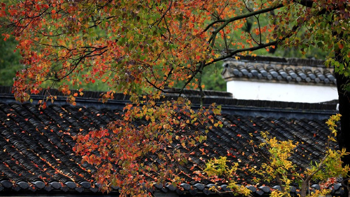 清晏园花草五彩缤纷