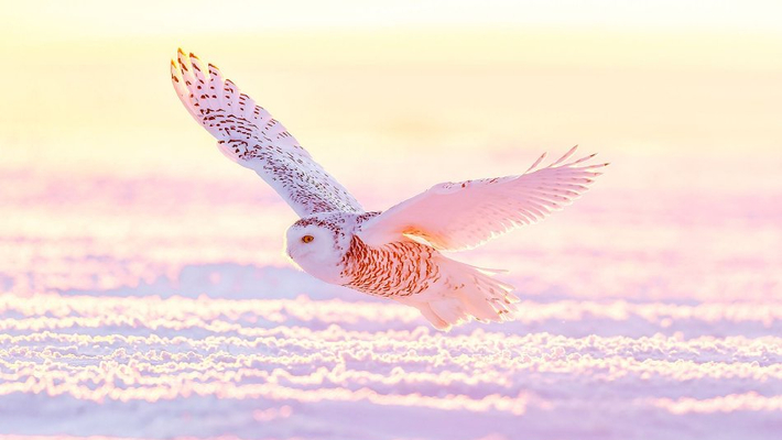 雪鸮冰雪中巡猎大草原