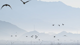 鹤舞高原 西藏林周成候鸟越冬乐园