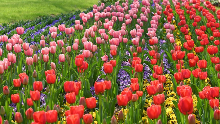 南京绿博园郁金香花会