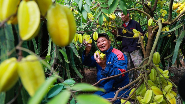 浙江金华：热带水果迎丰收