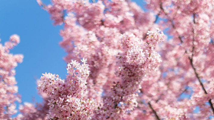 浙江宁波：早樱盛开 粉色花海渲染春日氛围