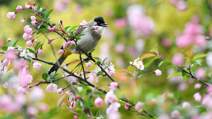 贵州仁怀：海棠花开 鸟儿花中穿梭