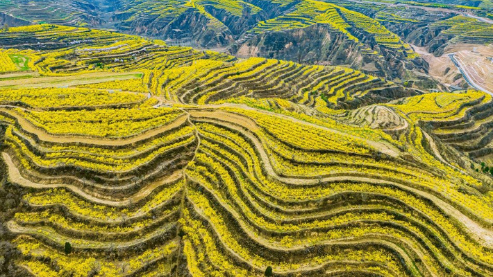 山西绛县：连翘花开满山披上“黄金甲”