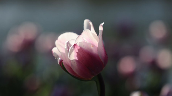 昆明：翠湖公园郁金香绽放迎新春