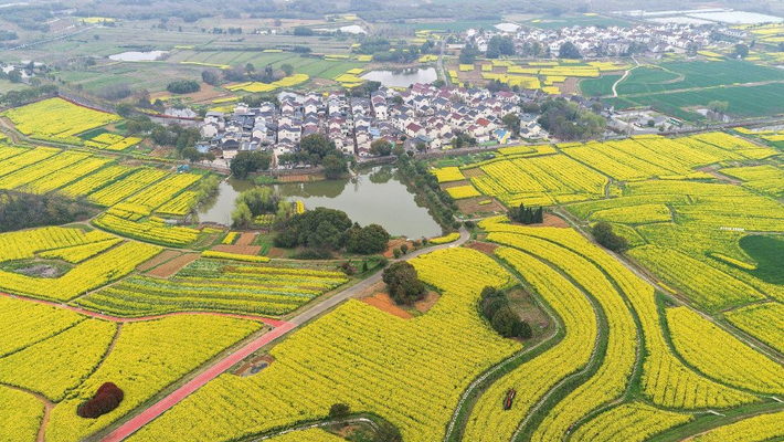南京：万亩油菜花海铺金