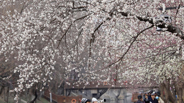 北京：山桃花溪春意盎然