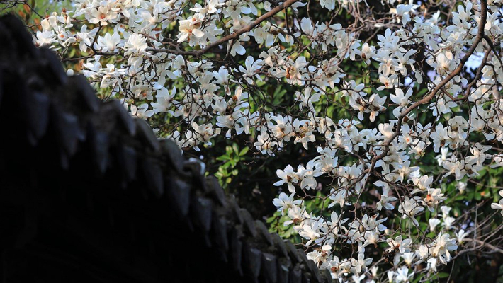 江苏淮安：古韵与春意交织 清晏园玉兰花盛放