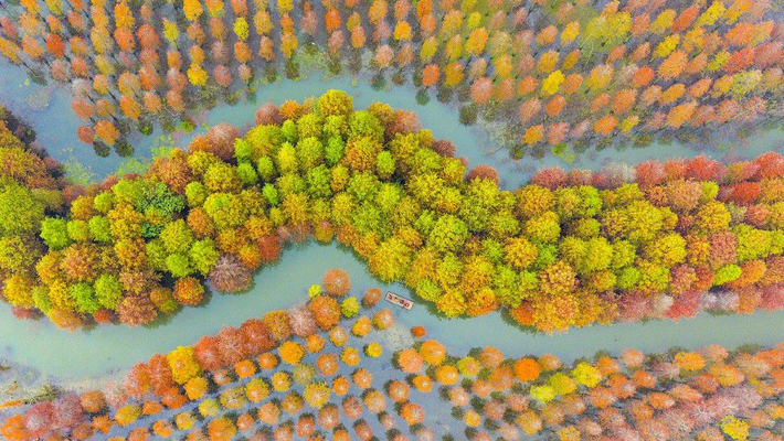 湿地水杉色彩斑斓