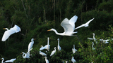 广西昭平桂江湿地白鹭舞翩迁