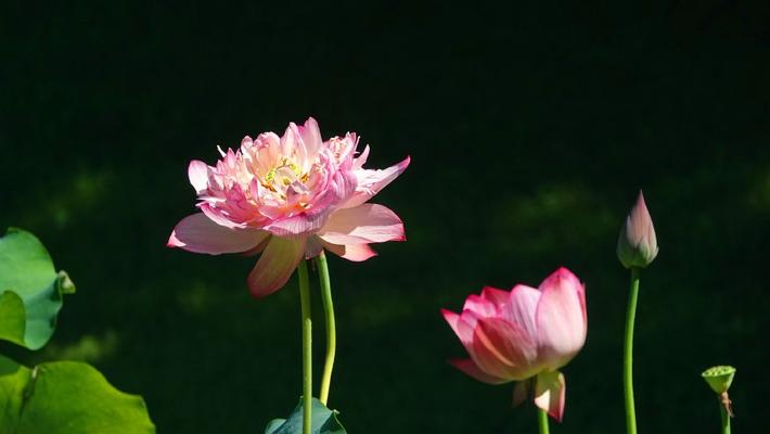 北京紫竹院公园荷花逆光怒放