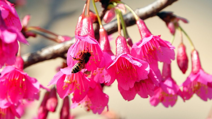 湖北宜昌：山樱花盛开 蜜蜂花间飞舞