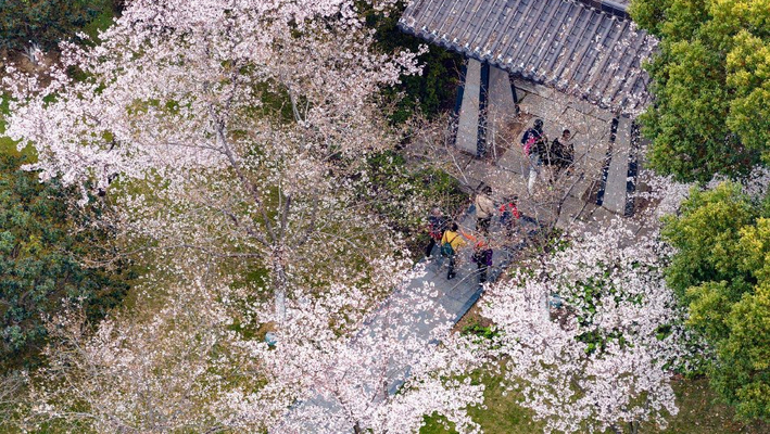 南京：樱花绽放醉游人