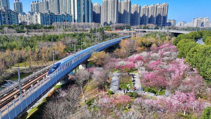 合肥：匡河公园梅花盛放