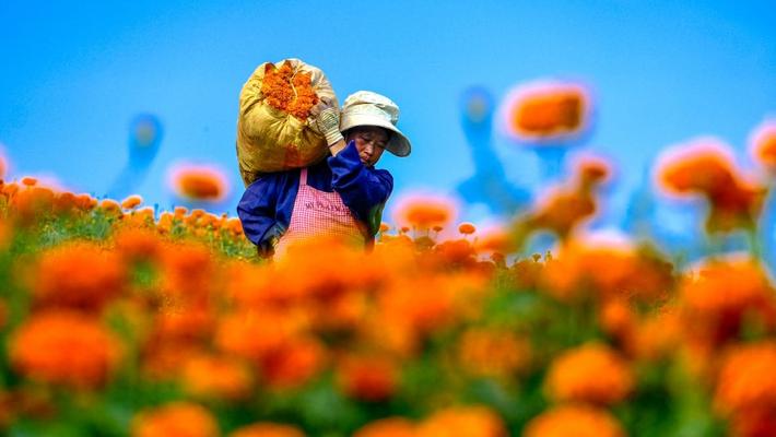 云南开远：村民采收万寿菊