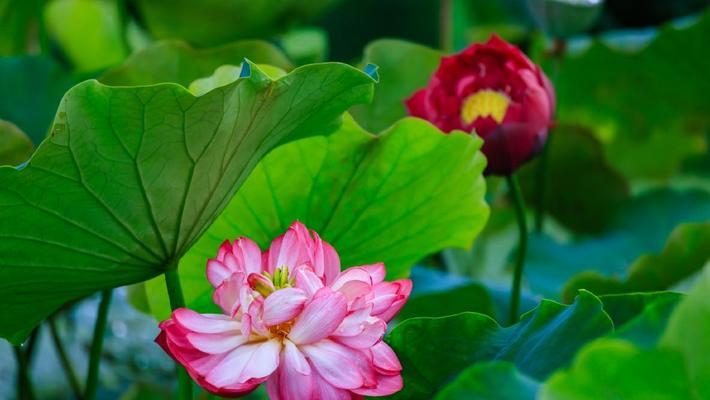 粉花绿叶扮靓夏日